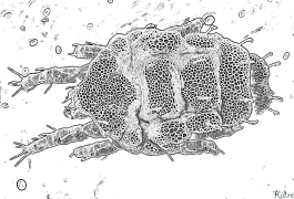 mite Nā ʻaoʻao Kala Hiki Ke Paʻi ʻia